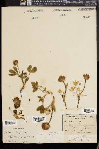 Trifolium parryi image