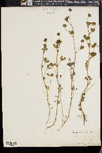 Trifolium pauciflorum image