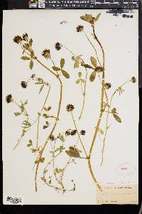 Trifolium pauciflorum image