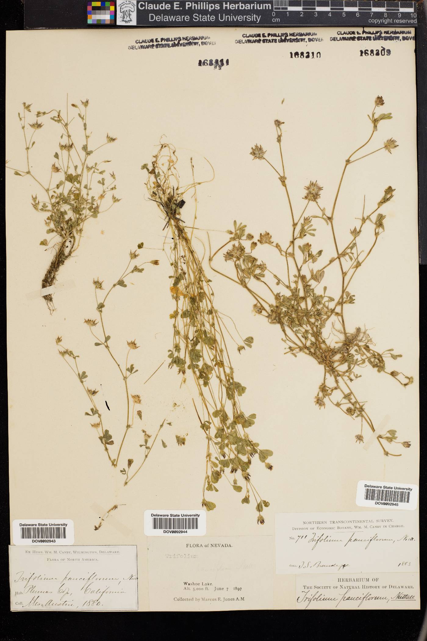 Trifolium pauciflorum image