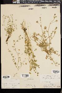 Trifolium pauciflorum image