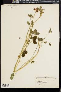 Trifolium reflexum image