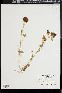 Trifolium reflexum image