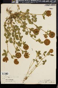 Trifolium reflexum image