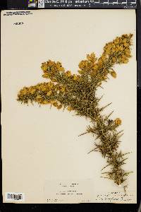 Ulex europaeus image