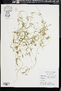 Vicia acutifolia image