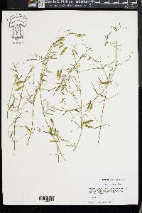 Vicia acutifolia image