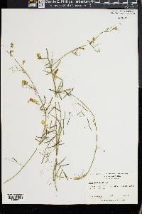Vicia acutifolia image