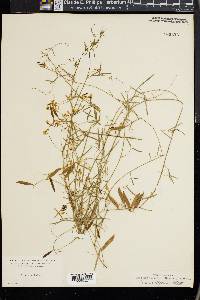 Vicia acutifolia image