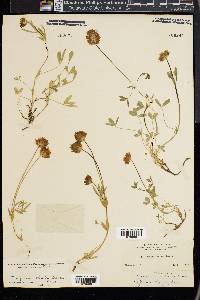 Trifolium rusbyi image