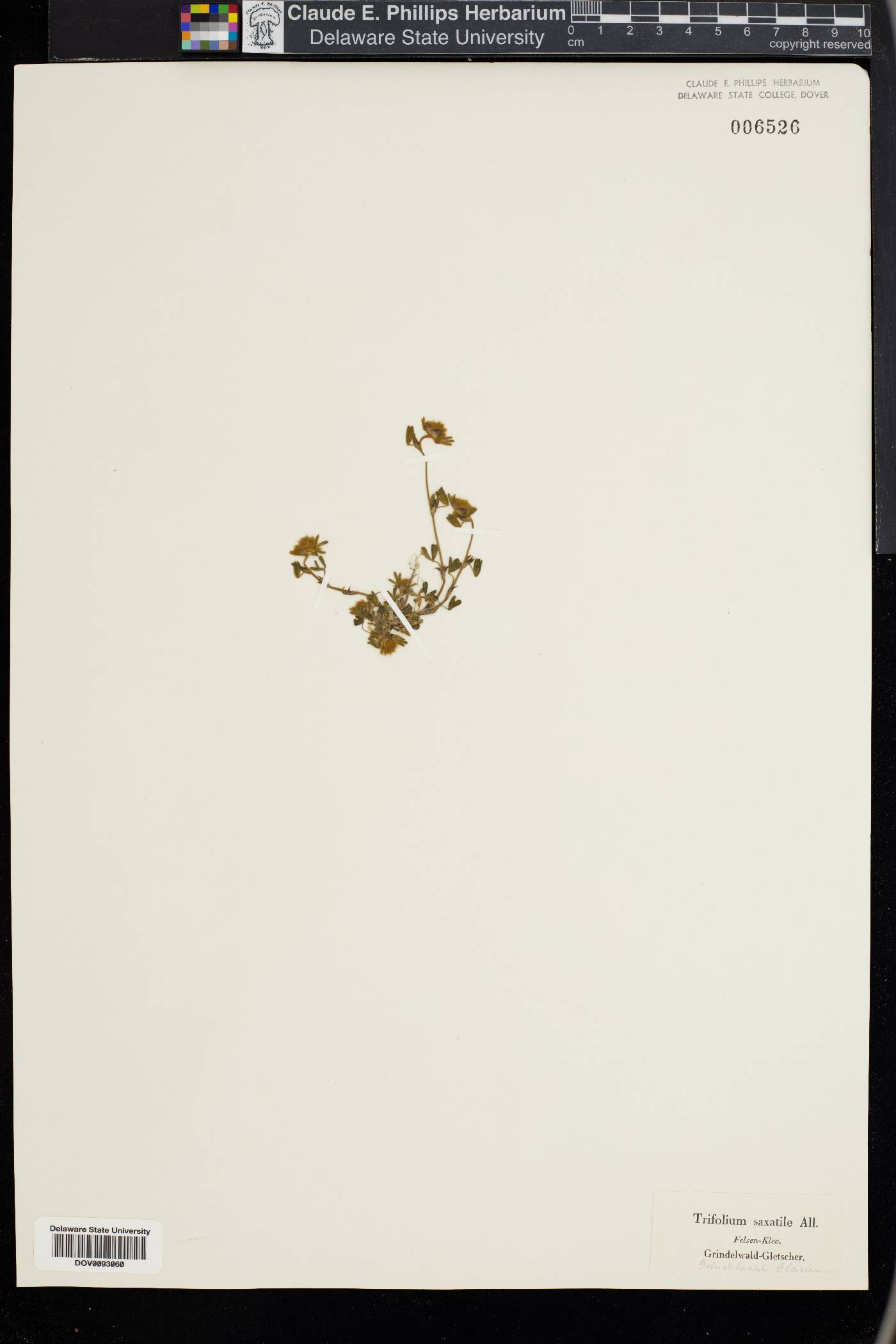 Trifolium saxatile image