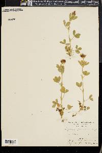 Trifolium wormskioldii image