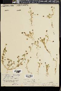 Trifolium stenophyllum image