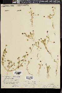 Trifolium stenophyllum image