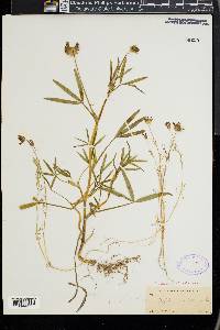 Trifolium willdenovii image