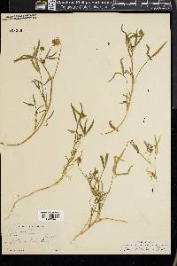 Trifolium willdenovii image