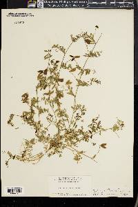 Vicia ludoviciana image