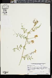 Vicia ludoviciana image