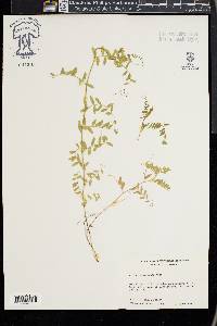 Vicia ludoviciana image