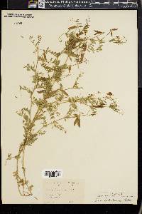 Vicia ludoviciana image