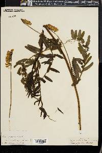 Vicia nigricans subsp. gigantea image