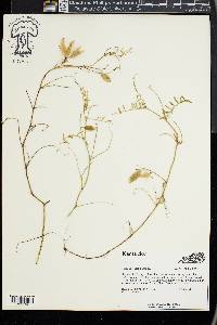 Vicia villosa subsp. varia image