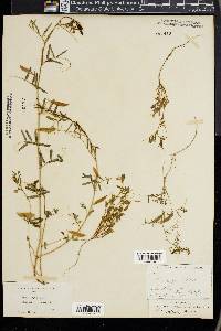 Vicia ludoviciana image