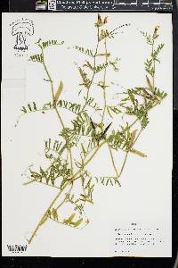 Vicia grandiflora image