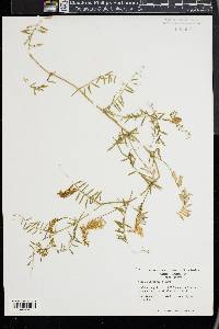 Vicia villosa subsp. varia image