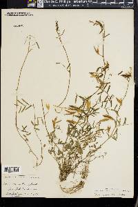 Vicia micrantha image