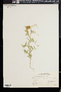 Vicia americana subsp. minor image