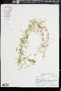 Vicia tetrasperma image