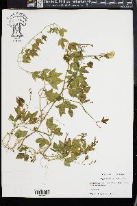 Vigna luteola image
