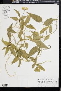 Vigna luteola image