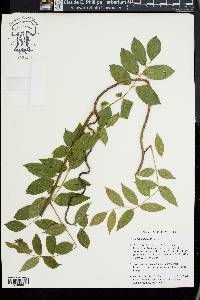 Wisteria frutescens image