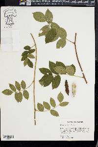 Wisteria frutescens image