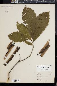 Quercus bicolor image