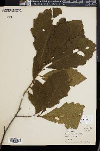 Quercus bicolor image