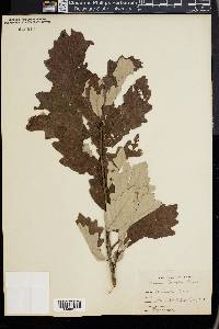 Quercus bicolor image