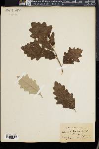 Quercus bicolor image