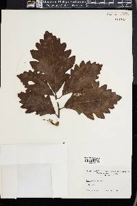 Quercus bicolor image