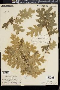 Quercus kelloggii image