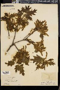 Quercus kelloggii image