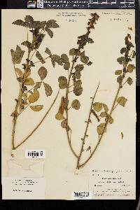 Crotalaria incana image