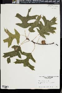 Quercus coccinea image