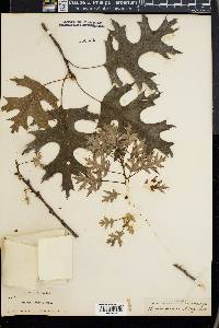 Quercus coccinea image