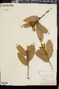 Notholithocarpus densiflorus image