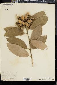 Notholithocarpus densiflorus image