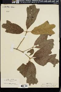 Quercus digitata image