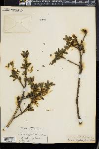 Quercus douglasii image